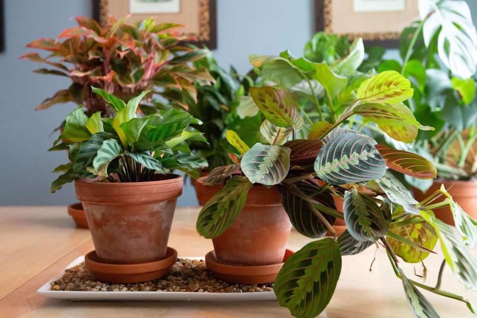 plants on a pebble tray