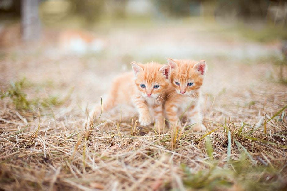 Unneutered cats can lead to thousands of unwanted kittens in a few years' time.