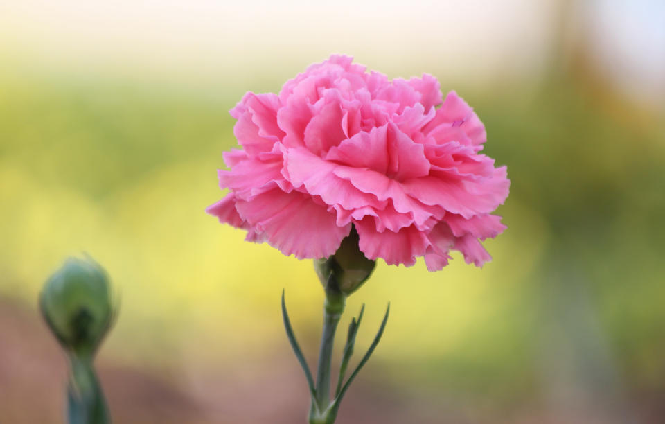 Carnation flower. (Thanapa Nachiangmai / Getty Images)