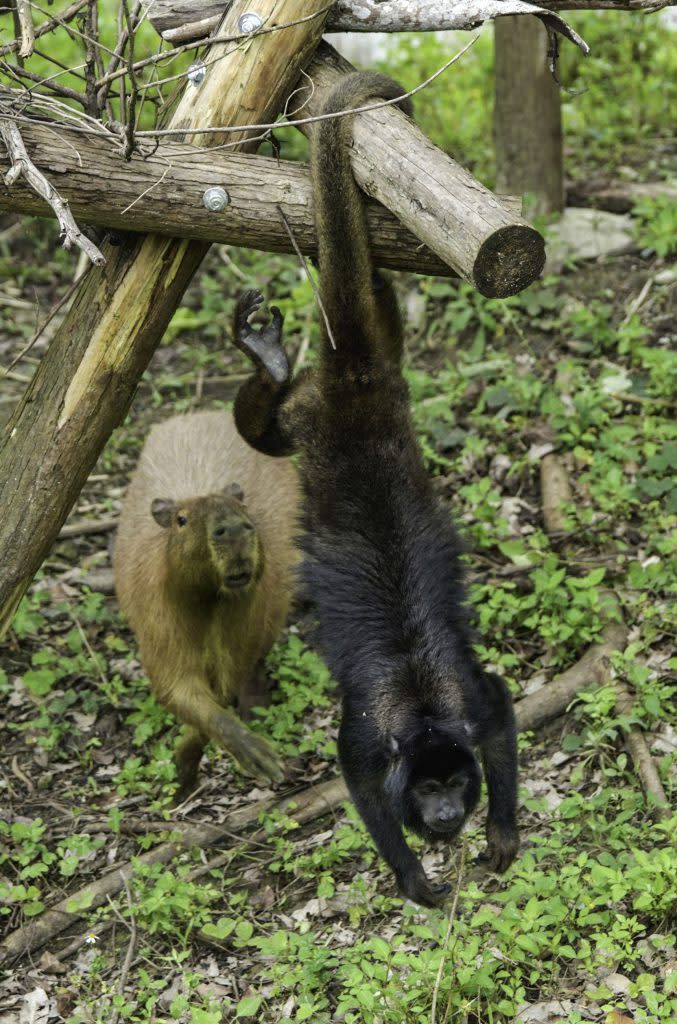 黑吼猴被稱作「第五隻手」的強韌尾巴，能夠捲握住枝幹支撐全副身軀重量。（台北市立動物園提供）