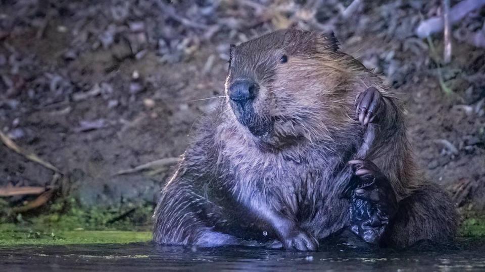 Beavers are crepuscular, active at twilight, and have several den and dam sites along the Salinas River.