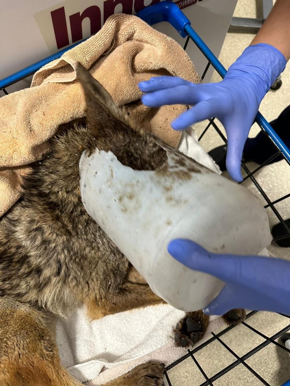 A coyote is recovering at San Diego Humane Society’s Ramona Wildlife Center after being rescued from a flooded field full of debris with a bucket stuck on his head.