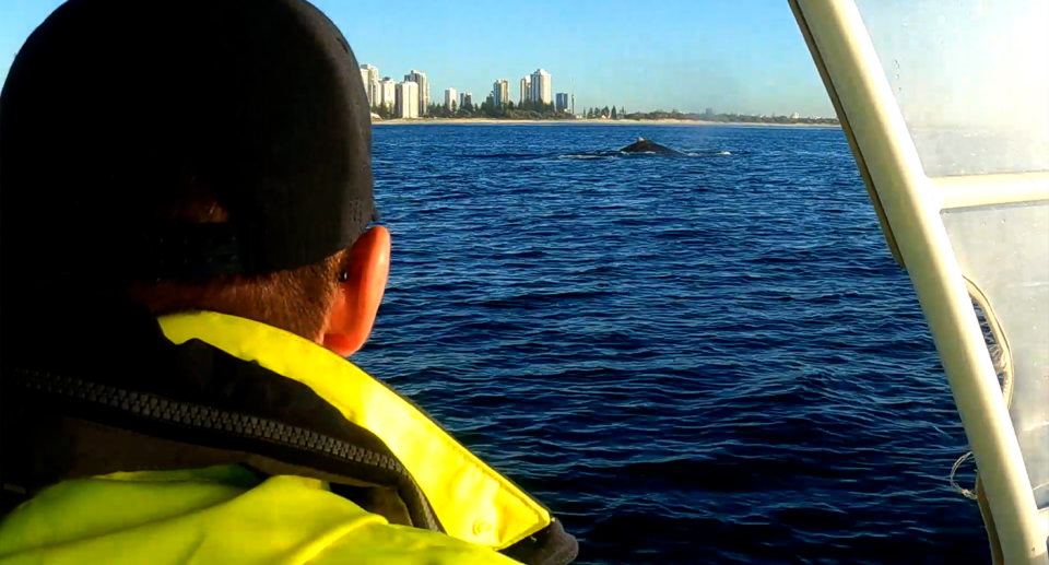 Back of the head of a Sea World rescuer looking at a whale in the distance during a rescue operation.