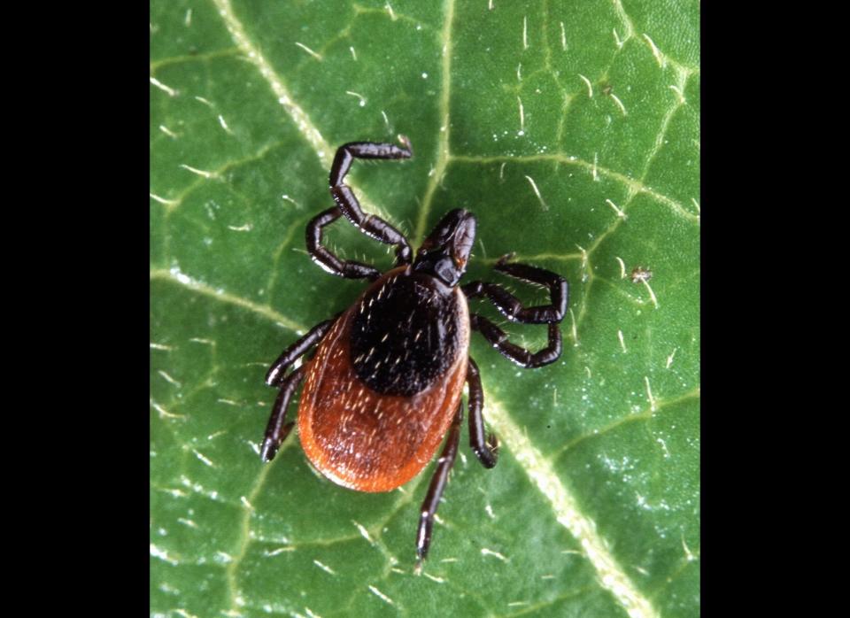 <em>Ixodes scapularis </em>    Look out for it in: Eastern United States (other species that transmit Lyme are found in the West and in Europe)    Why you should fear it:  The nymphs transmit the miserable and difficult-to-treat Lyme disease    Notorious victim: Polly Murray, a resident of Lyme, Connecticut, battled the disease for decades and led the fight to get it properly identified, diagnosed, and treated.