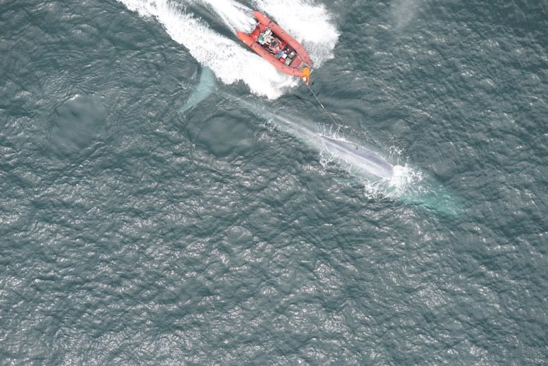 Researchers place a suction-cup tag on a blue whale in Monterey Bay