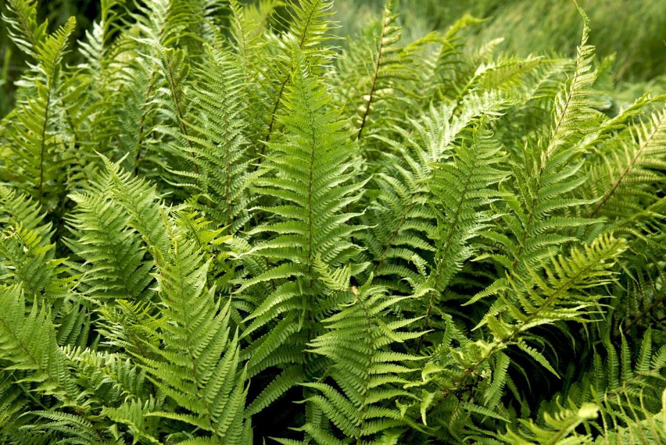 14) Ferns