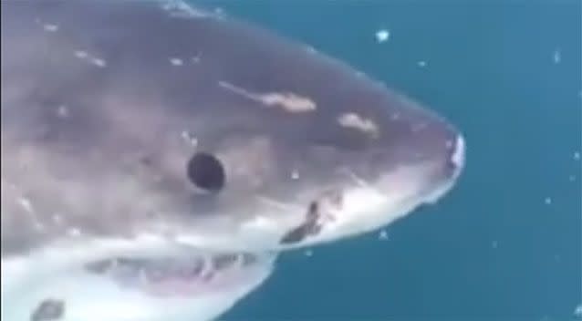 The group nicknamed the shark 'Black Betty'. Photo: Facebook / Salty Dog Fishing Charters Port Fairy