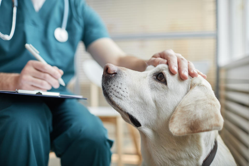 In den USA gingen 200 Berichte über eine infektiöse Atemwegserkrankung bei Hunden ein. Die Ursache(n) der Krankheit sind noch nicht klar. (Foto: Getty Images)
