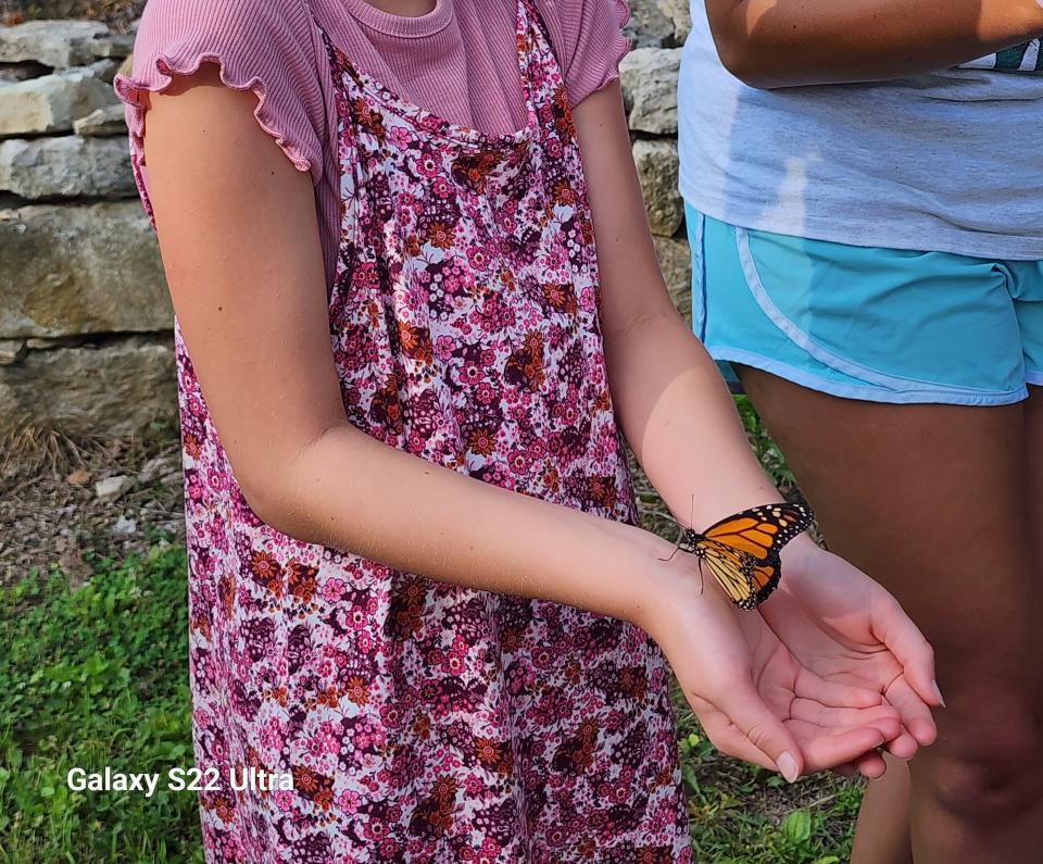 Monarch being released from Bob Hill's Monarch Waystation