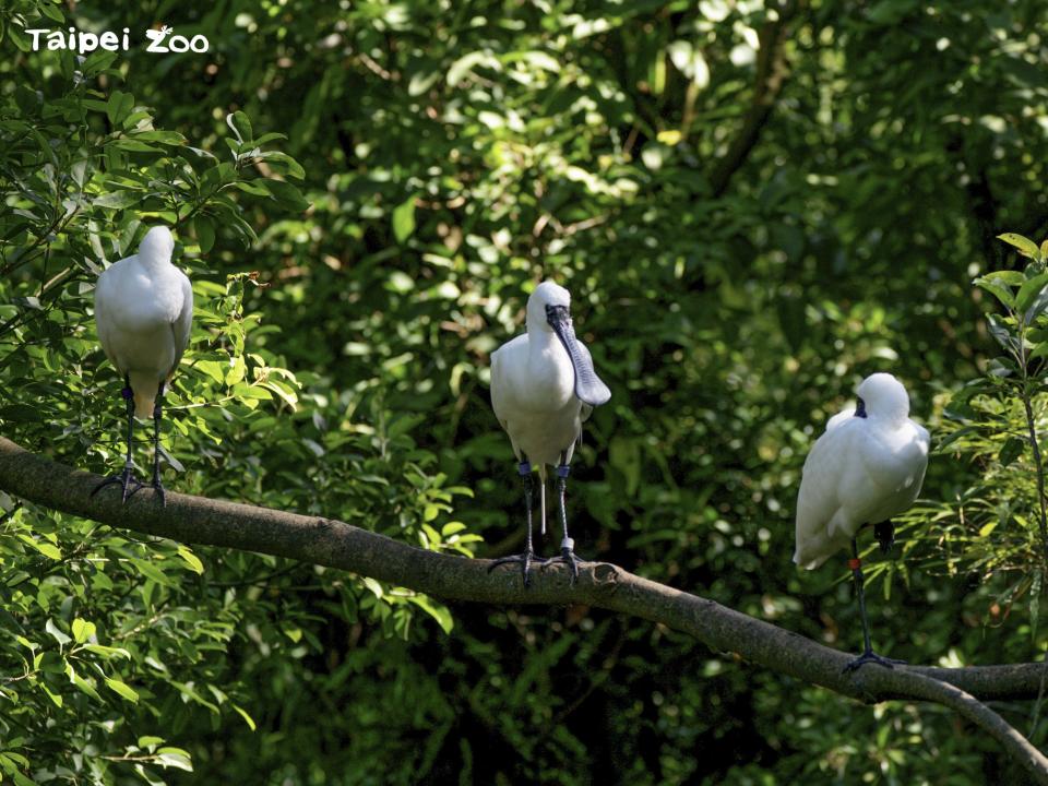 住在生態鳥園的鳥類一旦出現傳染性疫病非常容易互相傳染(圖/臺北市立動物園提供)