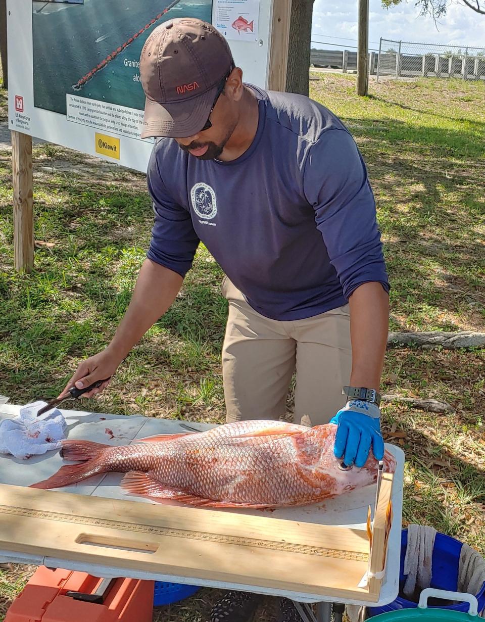 One of Florida's FWC field workers prepares to collect another ear bone and snip another fin, all in the name of research.