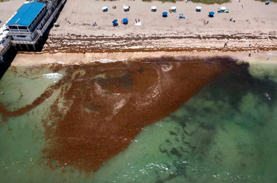 Giant blobs of Sargassum hug the shoreline next to the William O Lockhart Municipal Pier in Lake Worth Beach, Florida on June 1, 2023.