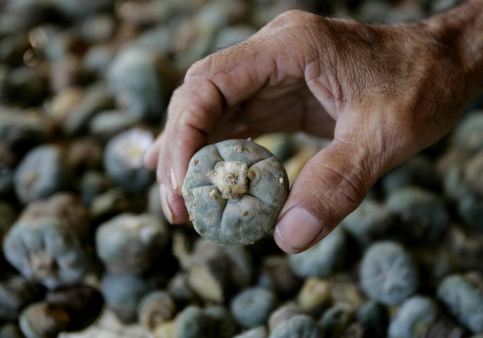 FILE - Mauro Morales holds a peyote cactus in Rio Grande City, Texas on June 26, 2008. Even as psychedelics remain illegal under federal law, companies are racing to patent ingredients found in magic mushrooms and other substances that have been used underground for decades or - in some cases - for millennia by indigenous cultures. (Kirsten Luce/The Monitor via AP, File)