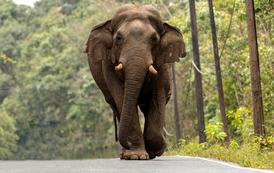 A profile image of a large asian elephant walking on a road , amidst trees in the background