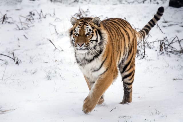 Number of endangered Amul tigers on the rise for first time, say Russians