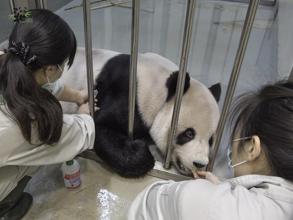 大貓熊「團團」近日健康狀況持續惡化。   圖：台北市立動物園/提供(資料照片)