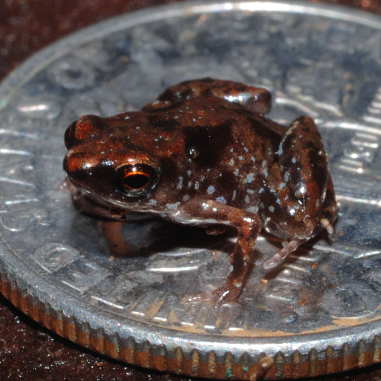 The world's smallest frog can fit on a dime. <a href="https://commons.wikimedia.org/wiki/File:Paratype_of_Paedophryne_amauensis_(LSUMZ_95004).png" rel="nofollow noopener" target="_blank" data-ylk="slk:E.N. Rittmeyer et al. (2012);elm:context_link;itc:0;sec:content-canvas" class="link ">E.N. Rittmeyer et al. (2012)</a>