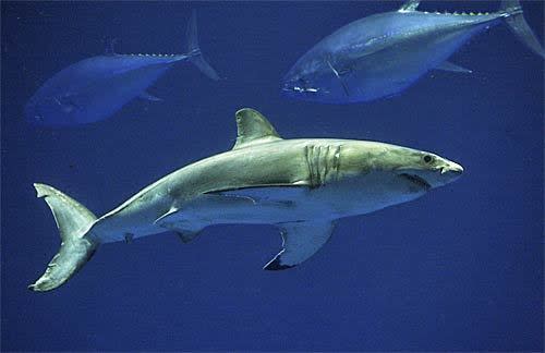 Place: Monterey Bay Last visited: This fall My perspective: The weather was overcast. --Ann Light, Pacific Grove, Calif. Pictured: a young white shark at the Monterey Bay Aquarium