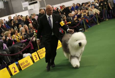 Swagger, an Old English Sheepdog, walks with his co-owner and handler Colton Johnson during judging in the Herding Group at the 139th Westminster Kennel Club's Dog Show in the Manhattan borough of New York February 16, 2015. REUTERS/Mike Segar