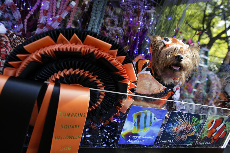 Costumed pooches prance In annual Halloween Dog Parade in New York City