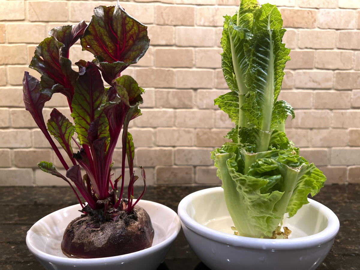 Faites repousser des légumes à partir de restes de cuisine sur un rebord de fenêtre ensoleillé