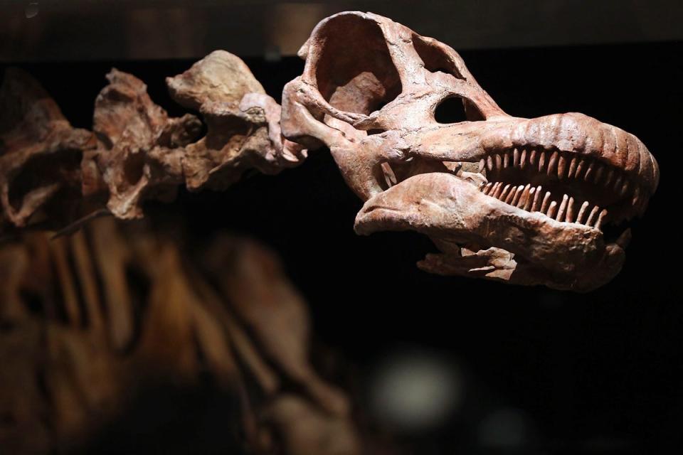 A replica of one of the largest dinosaurs ever discovered is unveiled at the American Museum of Natural History in 2016 in New York City (Getty)