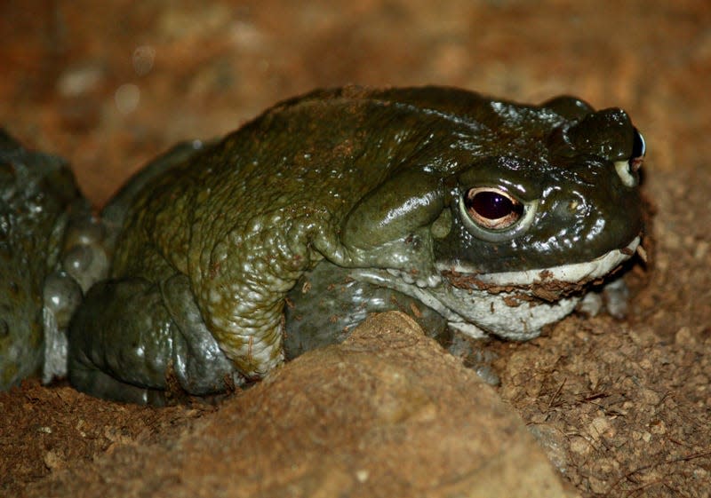 Photo of Sonoran desert toad