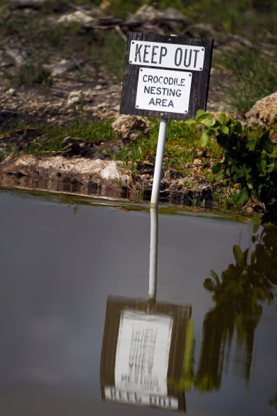 A sign reads, 'keep out crocodile nesting area', as it is posted on the edge of a canal near the Florida Power & Light's Turkey Point Nuclear Power Plant where they protect the crocodile and conduct research by counting their nests annually to record population changes June 28, 2012 near Florida City, Florida. The American crocodile had been on the endangered species list but has been taken off that list and put on the threatened list. With the success of the program to help save the crocodile their populations around developed areas will continue to grow which means that there may be more encounters between humans and the reptile. (Photo by Joe Raedle/Getty Images)