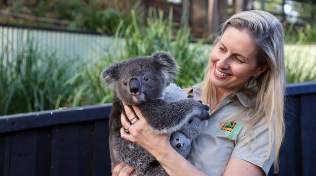 Hand-raised koala joey relocated to new habitat at Australian Zoo