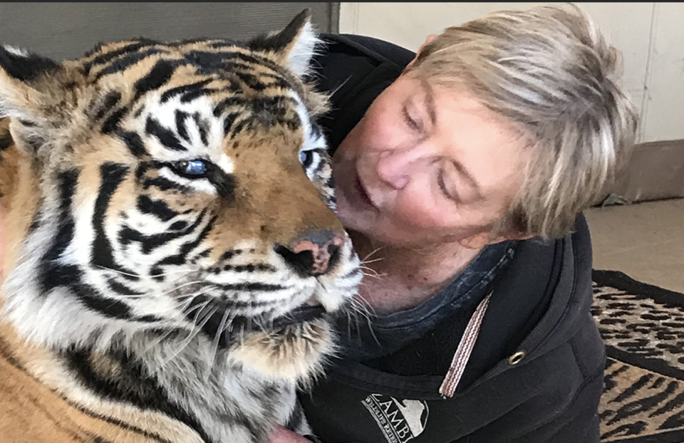 Zambi cofounder Donna Wilson comforts a blind tiger. Source: Zambi