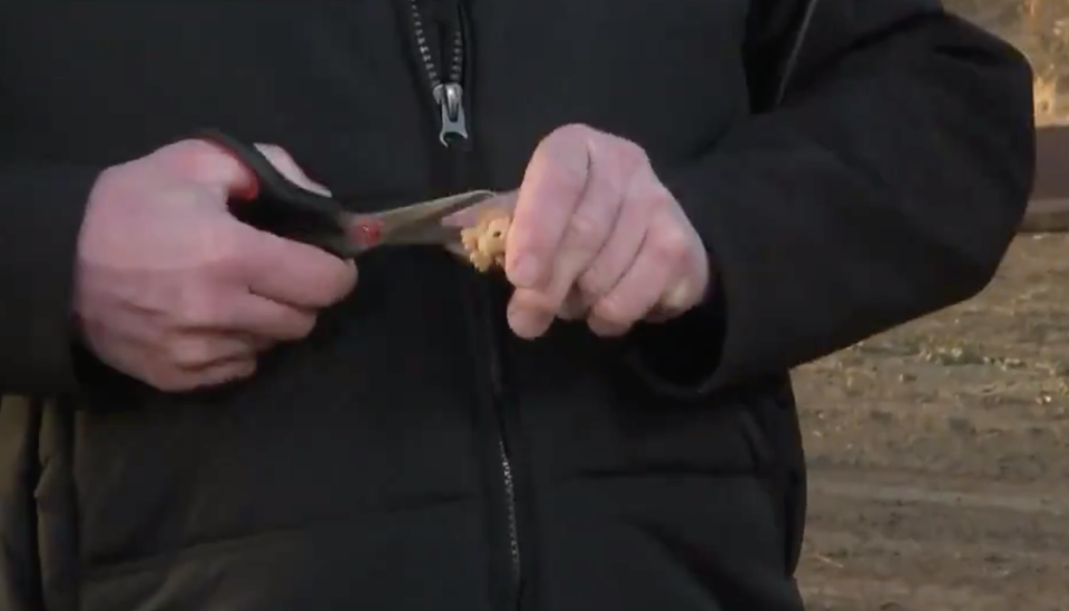 A close up of Stephen Black cutting the Furry Simba Ooshie in half live on The Today Show. 