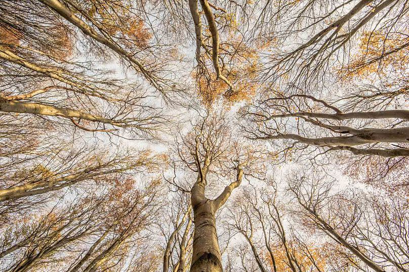 'Beech for the Sky': Wild Woods winner.