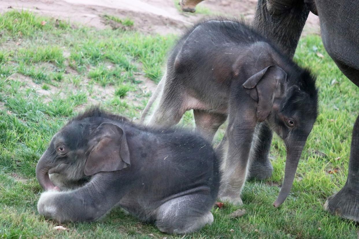 Rosamond Giffords Zoo has twin elephants