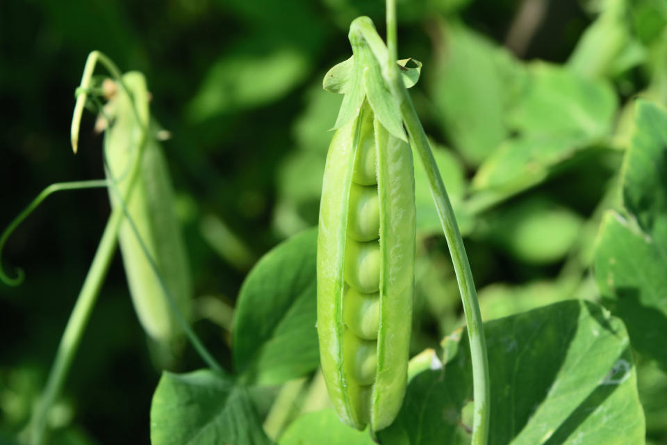 Plant your pea seeds now to enjoy in July.  (Photo: Tianika via Getty Images)