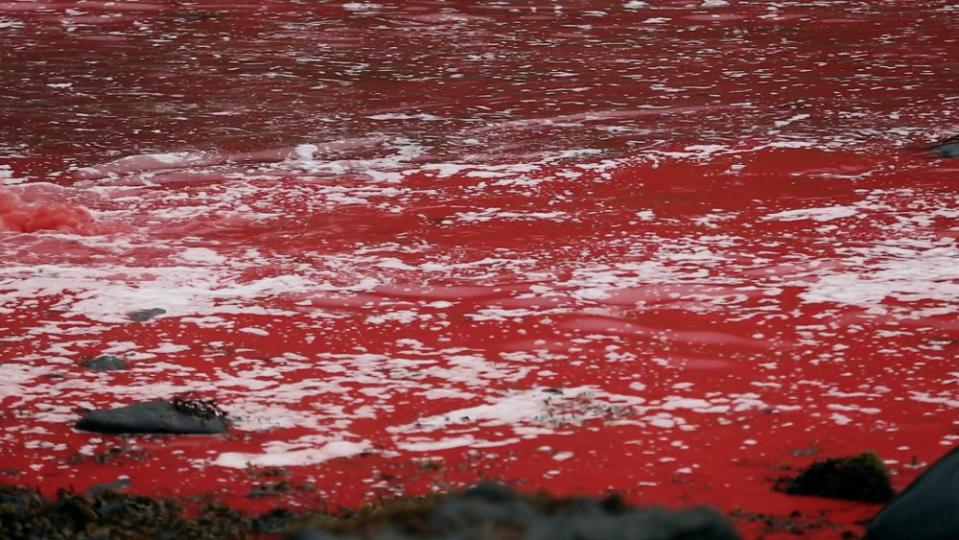 Waters around the Faroe Islands tinted red from the pilot whale hunt - Credit: Greenwich Entertainment