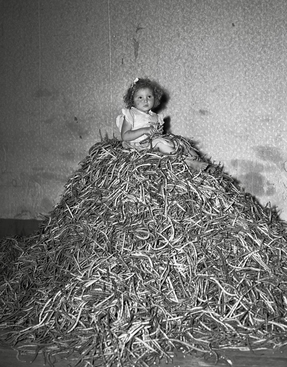 Addie Ruth Harris, two-and-a-half-year-old daughter of Mr. and Mrs. Otis O. Harris of Paradise, Texas, sits barefoot on a large pile of black-eyed peas brought to the Bridgeport market July 7, 1940.