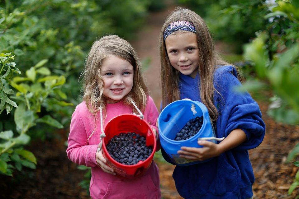 Friends Danica McGinn, 5, and Hayden Wallace, 7, of Marshfield, with their haul of blueberries at Tree Berry Farm in Scituate.
