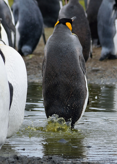 Les photos animalières les plus drôles de 2019