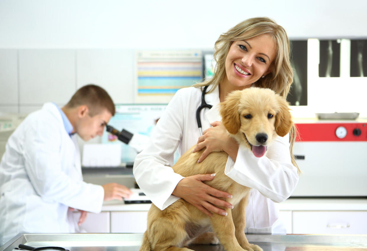 Lemonade offers pet insurance with a high annual limit coverage option and quick processing times for reimbursements. / Credit: Getty Images