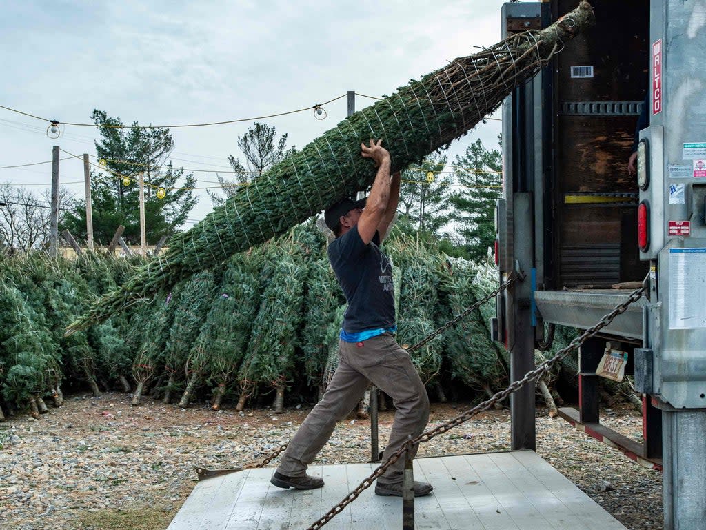 Christmas tree grower Illan Kessler, 48, loads a truck in Nashua, New Hampshire on 21 November 2021 (Joseph Prezioso/AFP via Getty Images)