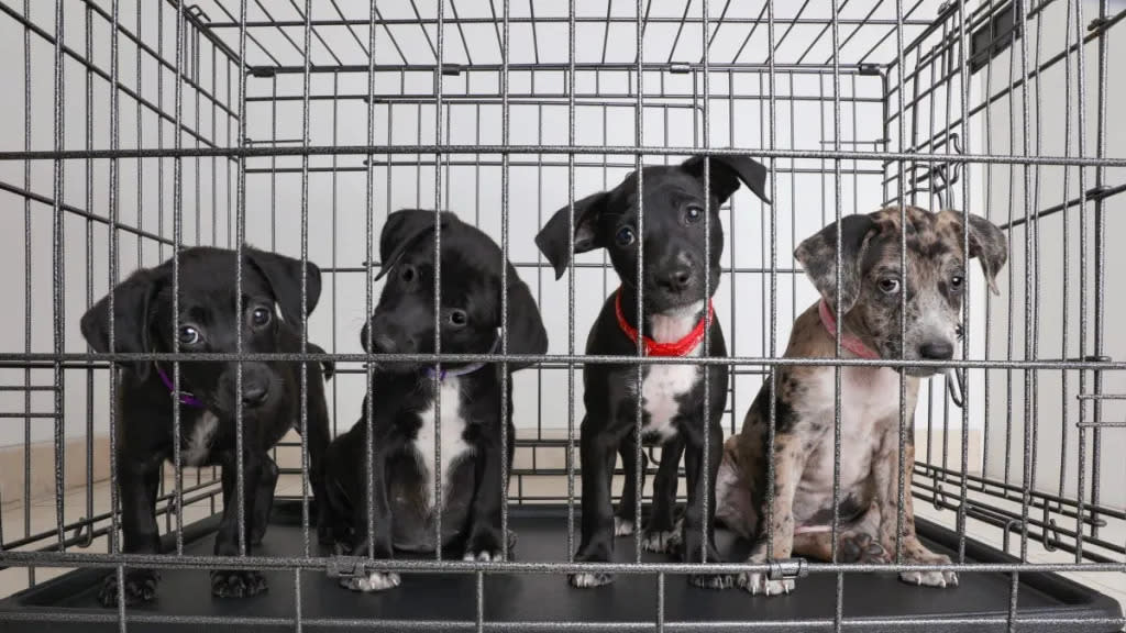 Four puppies locked in a cage at an animal shelter, a Massachusetts-based animal shelter is overflowing with puppies