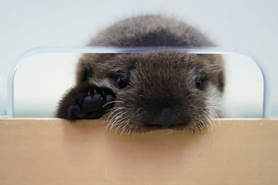 An eight-week-old sea otter rescued from Seldovia, Alaska, peaks out of his enclosure at Shedd Aquarium Wednesday, Dec. 6, 2023, in Chicago. The otter was found alone and malnourished and was taken to the Alaska SeaLife Center in Seward, Alaska, which contacted Shedd, and the Chicago aquarium was able to take the otter in. He will remain quarantined for a few months while he learns to groom and eat solid foods before being introduced to Shedd’s five other sea otters. (AP Photo/Erin Hooley)