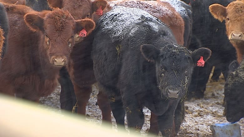 Increasing number of wolf attacks spark concern among Manitoba cattle farmers