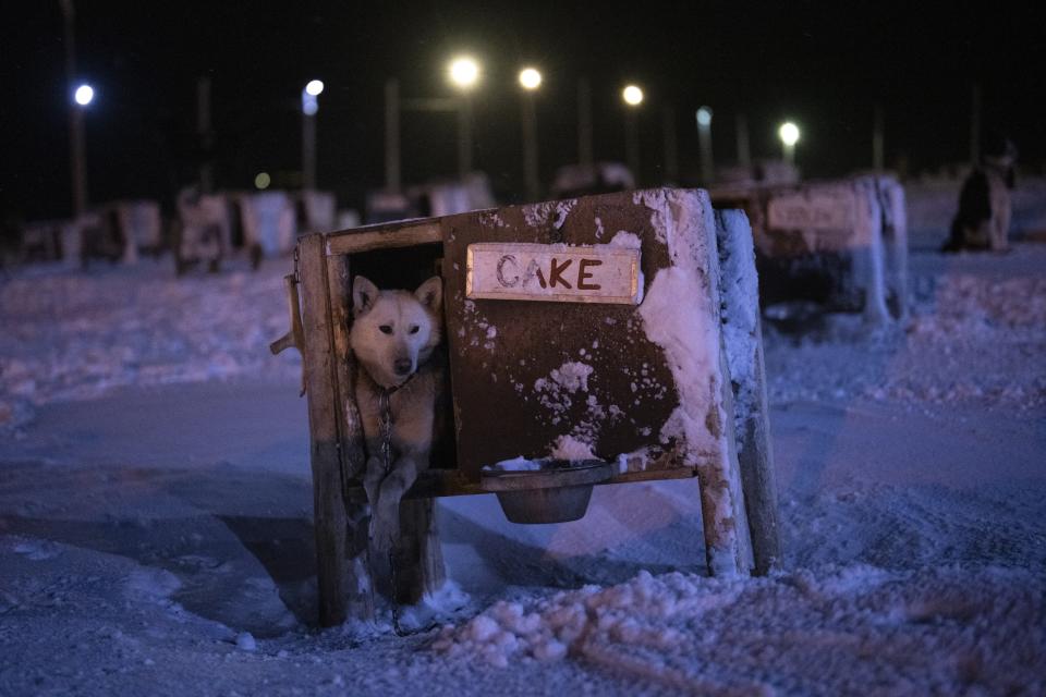 A dog named Cake sits at a dog yard in Bolterdalen, Norway, Tuesday, Jan. 10, 2023. The yard is located half a dozen miles from the main village in Svalbard, a Norwegian archipelago so close to the North Pole that winter is shrouded in uninterrupted darkness. (AP Photo/Daniel Cole)