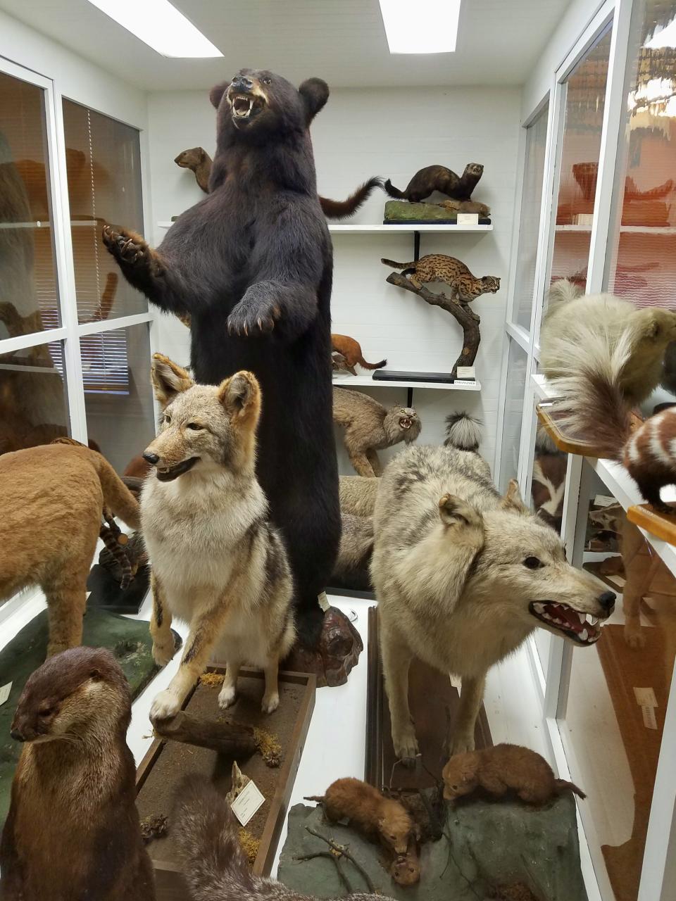 A change in policy means that, unless permission is given, Ohio's wildlife officers must now obtain a warrant before conducting inspections of taxidermists' and meat processors' records.