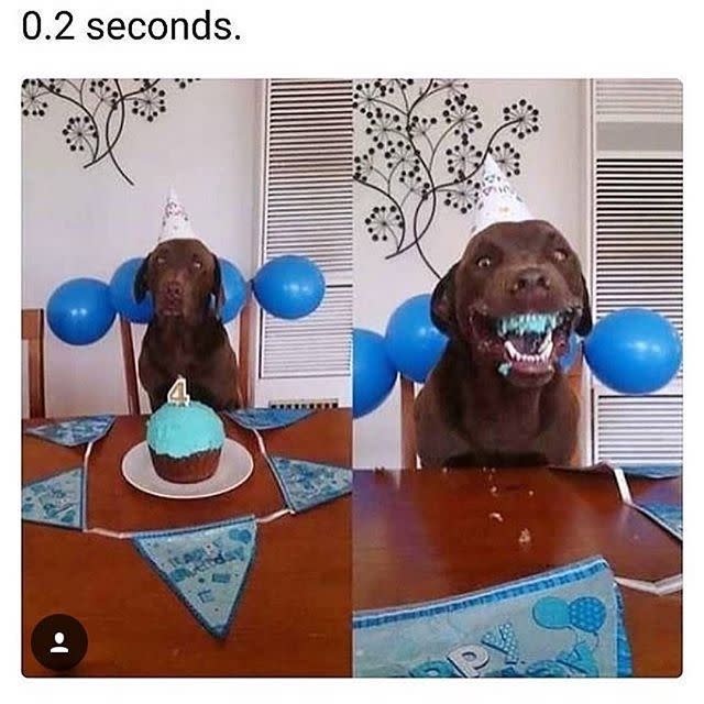 funny birthday dog meme