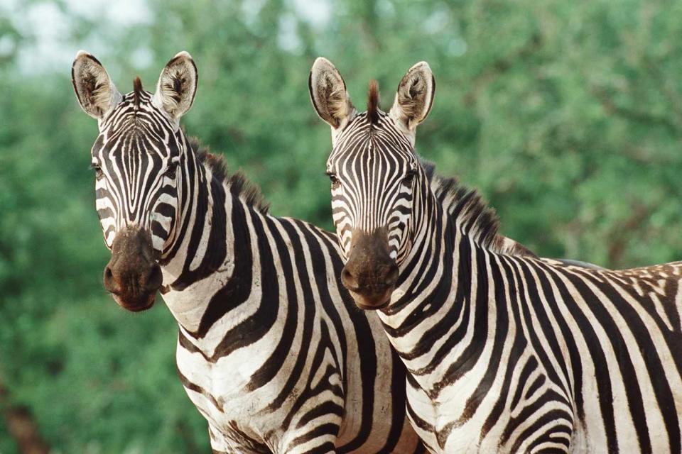 <p>Getty</p> zebras -- stock image