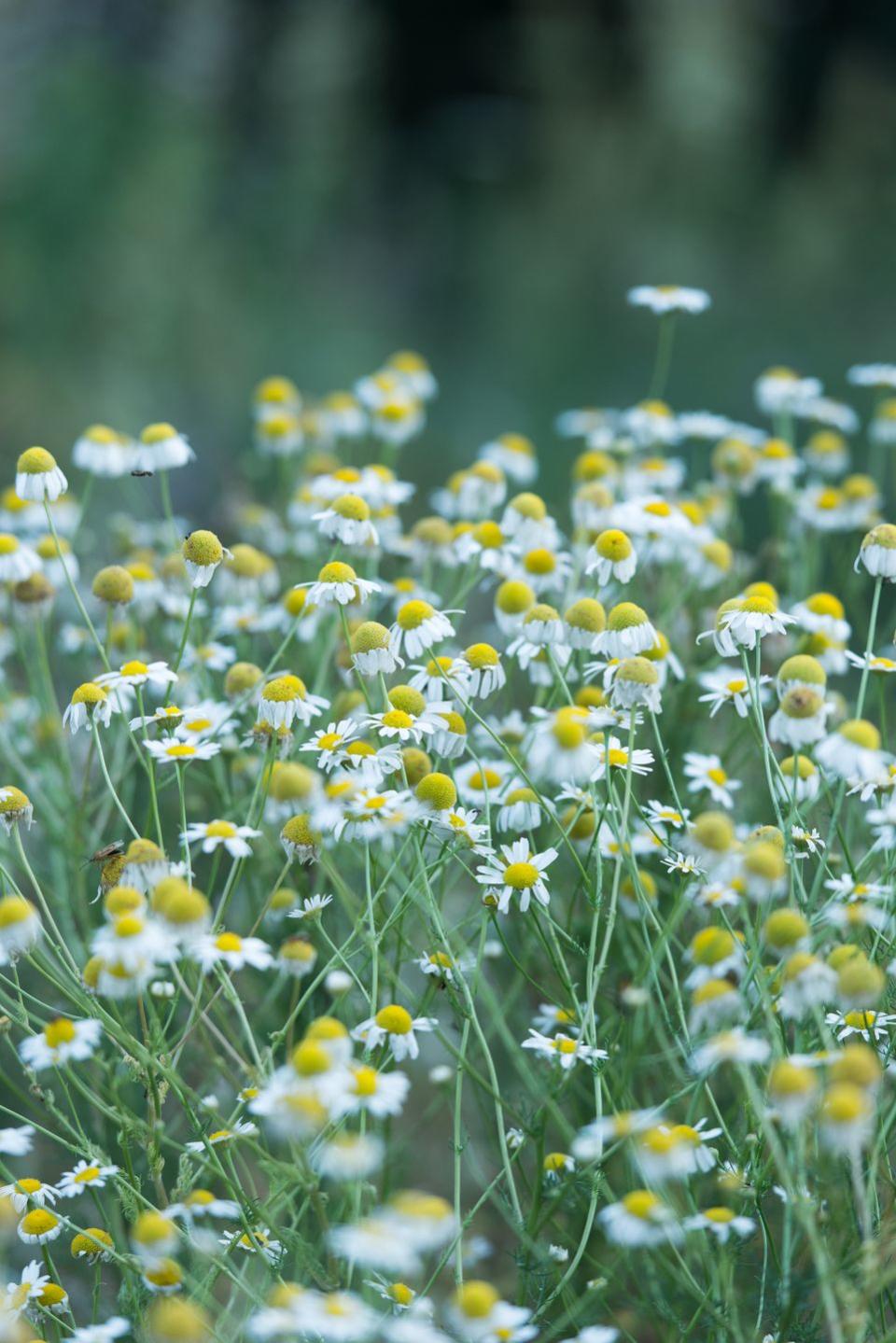 5) Chamomile