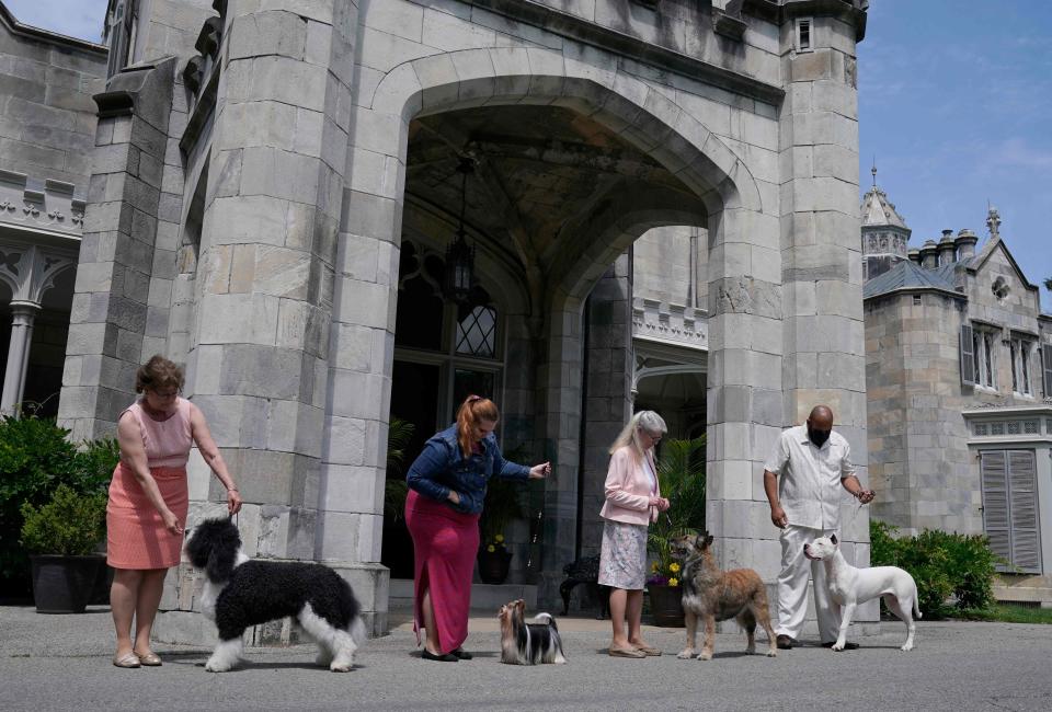 Handlers line up as they showcase new breeds: Barbet, Biewer Terrier, Belgian Laekenois and Dogo Argentino before the 145th Annual Westminster Kennel Club Dog Show.