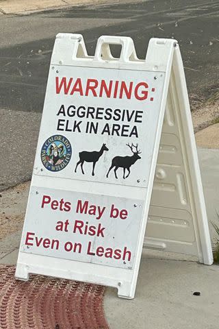 <p>Colorado Parks and Wildlife</p> Estes Park warns residents and visitors to be careful of aggressive cow elk